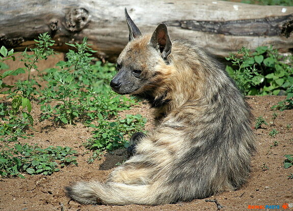 ���� ���. ��������� �����.