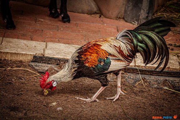 ���� ���. �������