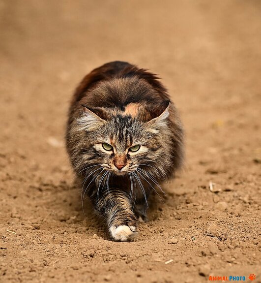 ���� ���. ���������