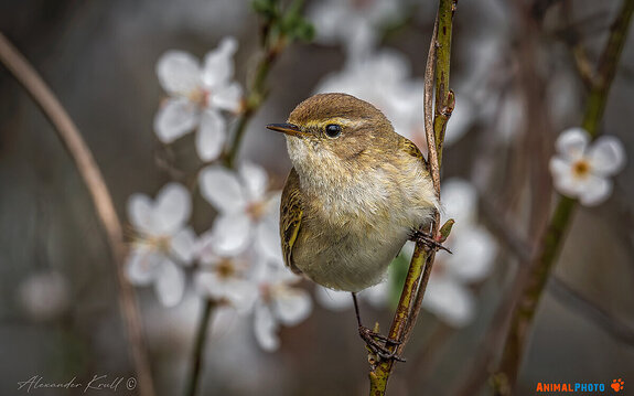 ���� ���. �������� ���������