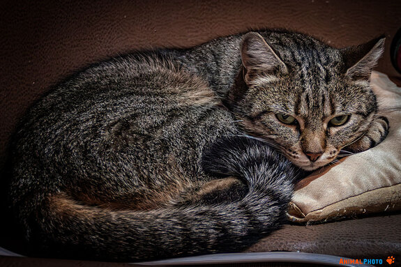 ���� ���. ������� ���������