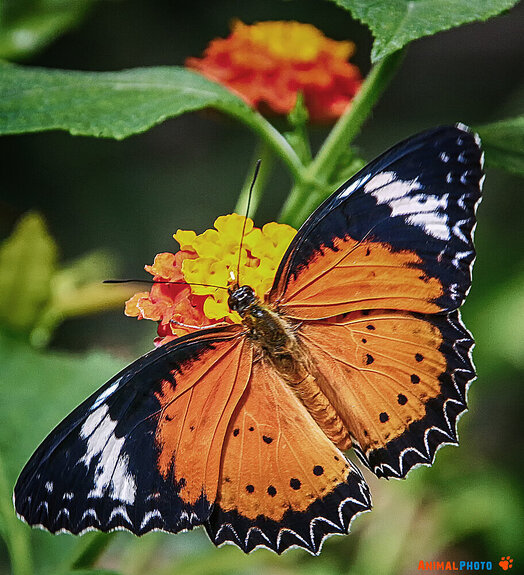 ���� ���. Cethosia cyane