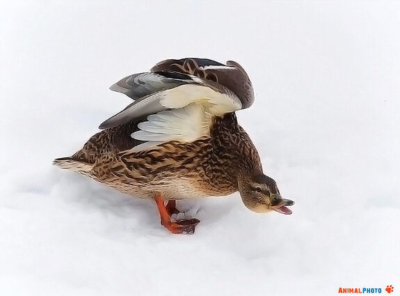 ���� ���. �,�� �����!