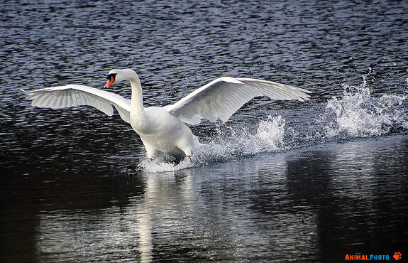 ���� ���. �����������