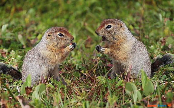 ���� ���. ��������� �������� , ������� .