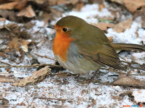 ���� ���. ���������.