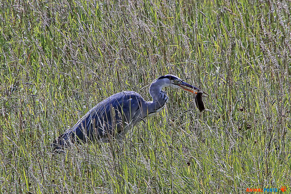 ���� ���. ����� � �����