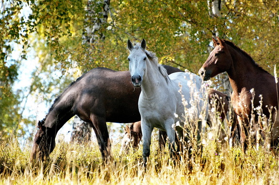 �������� ��������