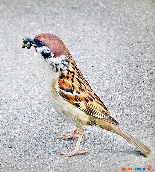 ���� ���. � �������