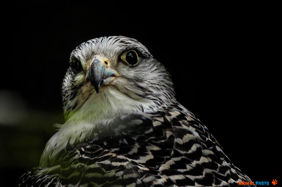 ���� ���. *