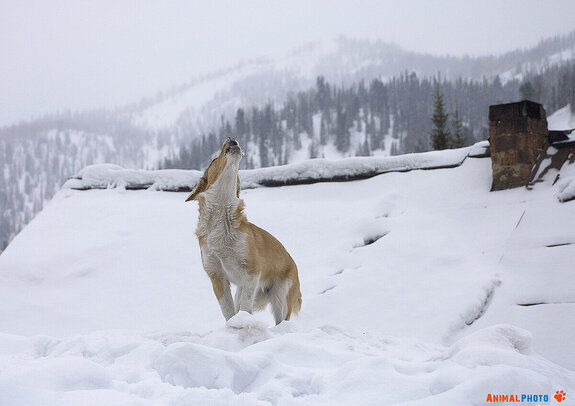 ���� ���. �������� ��������