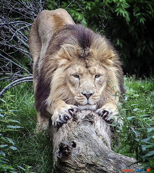 ���� ���. ���