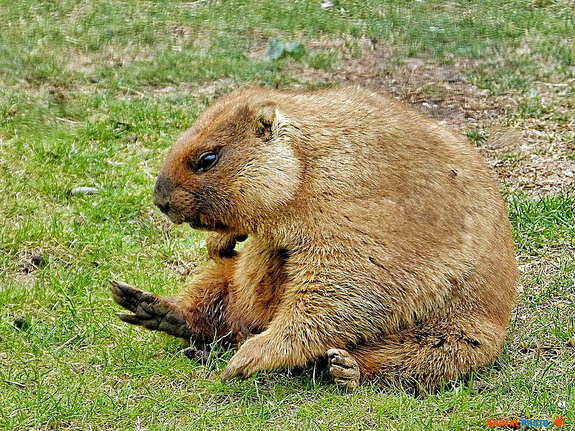 ���� ���. ���  �� ������