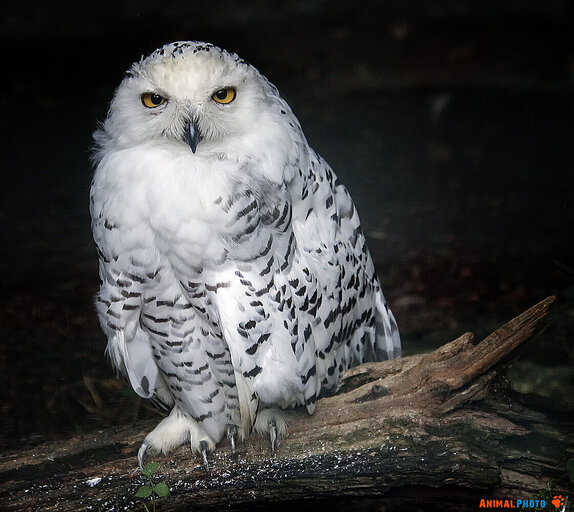 ���� ���. ����� ����