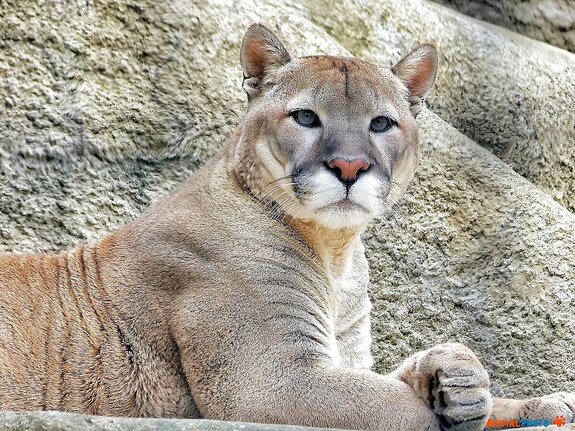 ���� ���. ����������