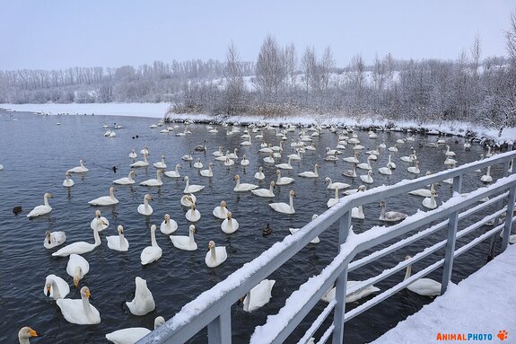 ���� ���. ��������� �����