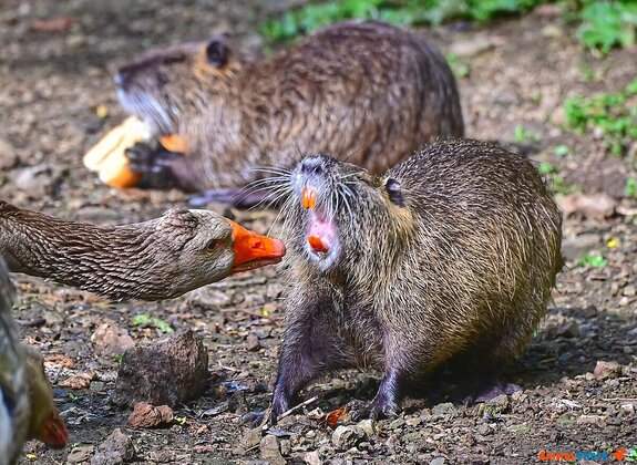 ���� ���. ������ �� ������ � ����������� ����